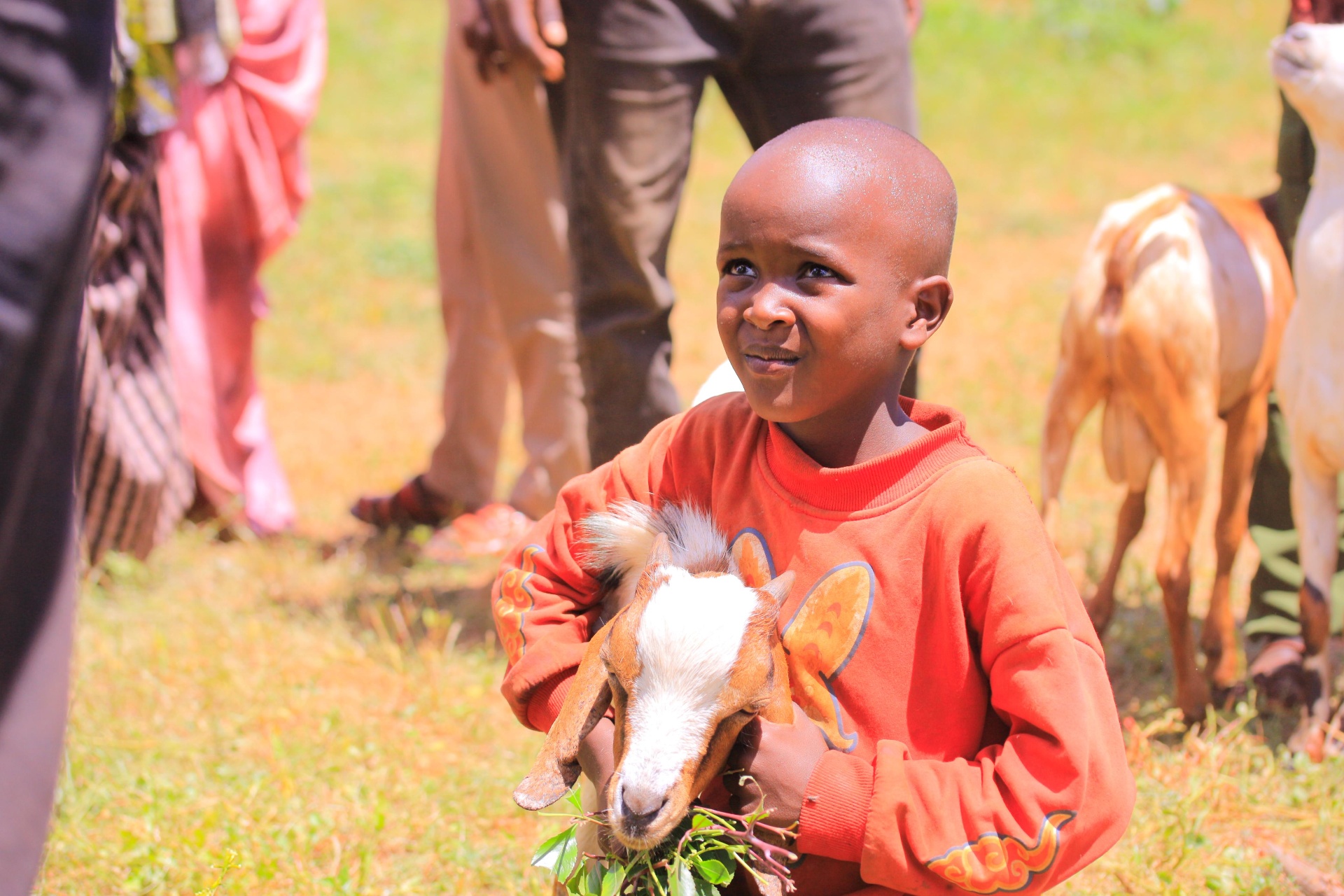 A young boy in an orange sweatshirt gently holding a brown and white goat during HDF's Qurbani distribution in Ethiopia.