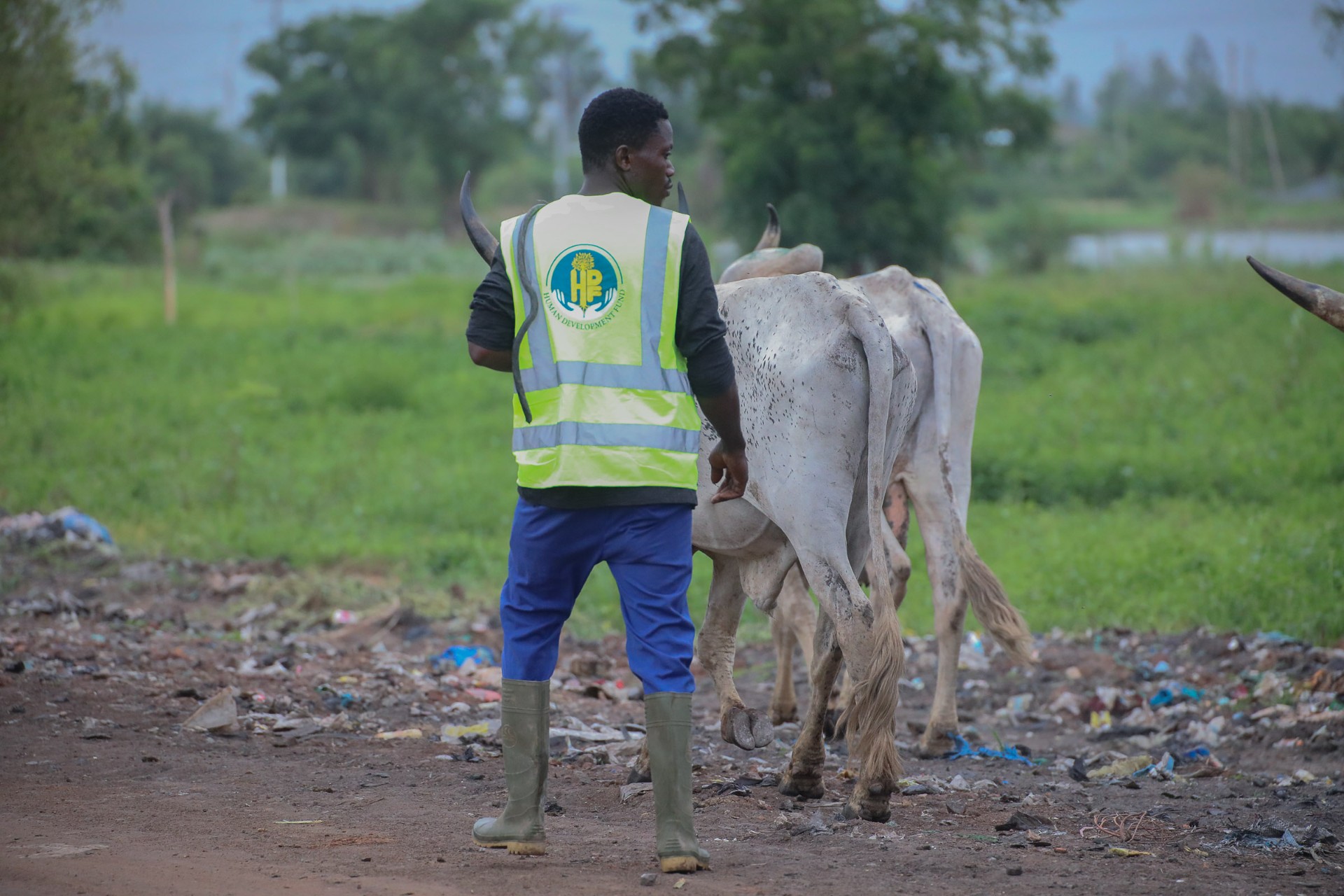 An HDF volunteer in a high-vis vest leading white Qurbani cattle along a dirt path beside green fields in Togo.